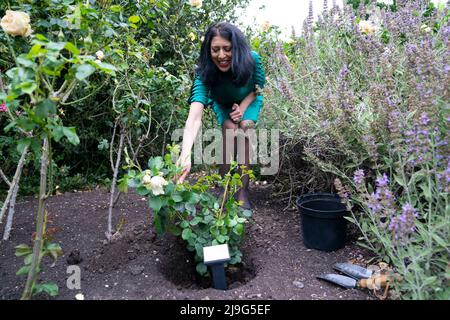 RITRASMISSIONE DELL'ORTOGRAFIA DEL NOME A JOHN YSTUMLLYN. Zehra Zaidi, fondatore della campagna We Too Built Britain, pianta un John Ystumllyn rosa nei giardini di Buckingham Palace, dopo averla presentata a Claire Midgely-Adam, il vice direttore dei giardini della regina. La rosa di John Ystumllyn è la prima rosa che prende il nome da qualcuno di una minoranza etnica nel Regno Unito. Data foto: Lunedì 23 maggio 2022. Foto Stock