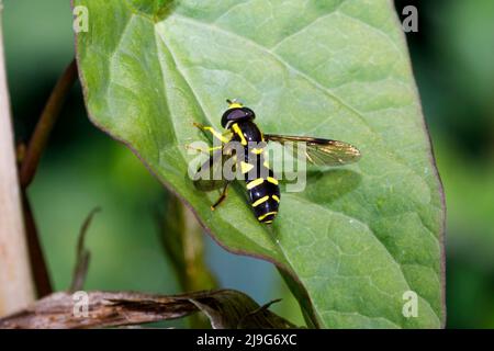 Xanthogramma pedissequum hoverfly, Sussex, Inghilterra, Regno Unito Foto Stock