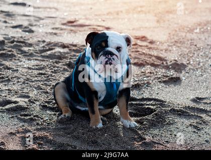 Nero tricolore inglese britannico bulldog in blu imbracatura seduta sul mare in una giornata calda e soleggiata Foto Stock