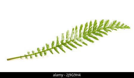 Foglie di Yarrow (achillea millefolium) isolate su sfondo bianco. Foto Stock