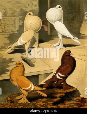 Pigmy Pouter e Isabel Pigeons (solo grafica): Scansione ad alta risoluzione della cromolithografia originale di circa 1880, prodotta da un ritratto di gruppo di quattro uccelli dipinto dall'artista britannico Joseph Williamson Ludlow (1840-1916) per "The Illustrated Book of Pigeons with Standards for Judging", noto anche come "Cassell's Pigeon Book". Il raro volume, pubblicato dal 1876 da Cassell, Petter e Galpin di Londra, Parigi e New York, è stato scritto da Robert Fulton e curato da Lewis Wright. Foto Stock