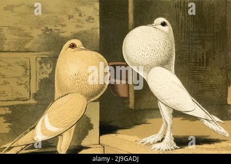 Piccioni di Pigmy Pouter cremosi e bianchi con colture ben gonfie in formato paesaggistico, dettaglio di scansione ad alta risoluzione di un cromatografo originale del 1880 circa, ritratto di gruppo di quattro uccelli dipinto dall'artista britannico Joseph Williamson Ludlow (1840-1916) per "The Illustrated Book of Pigeons with Standards for Judging", Conosciuto anche come 'Pigeon Book di Cassell'. Il raro volume, pubblicato dal 1876 da Cassell, Petter e Galpin di Londra, Parigi e New York, è stato scritto da Robert Fulton e curato da Lewis Wright. Foto Stock