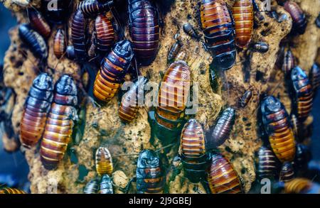 Immagine ravvicinata di una colonia di scarafaggi sibilanti malgascio (Gromphadorhina portentosa) Foto Stock