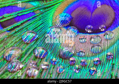 piuma di pavone con gocce di pioggia Foto Stock