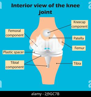 Anatomia delle articolazioni del ginocchio, vista interna della vista del ginocchio.articolazioni del corpo umano.contenuto dello studio per gli studenti biologi e scientifici,illustrazione vettoriale Illustrazione Vettoriale