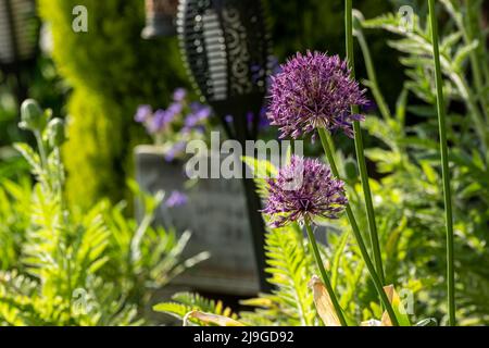 Un erbaceo, perenne di colore viola Allium, monocotiledone in un giardino suburbano. Foto Stock