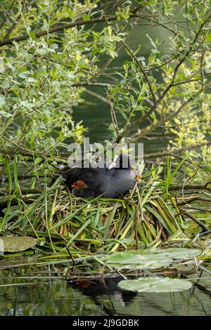 Neonato Eurasian bambino, o comune coot Fulica atra in un nido su un laghetto con un genitore di guardia. Foto Stock