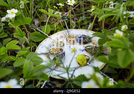 Raccolte erbe mediche su cucchiai sul piatto. Raccolta di erbe fresche verdi. Medicina alternativa di erbe. Raccolta di erbe medicinali. Messa a fuoco selettiva Foto Stock