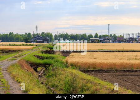 Il canale di irrigazione a secco attraversa campi di grano dorato con torri elettriche distanti Foto Stock
