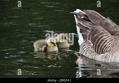 Londra, Inghilterra, Regno Unito. 23rd maggio 2022. I neonati gylag (Anser anser) nuotano con la madre nel lago al St James's Park di Westminster. (Credit Image: © Vuk Valcic/ZUMA Press Wire) Foto Stock