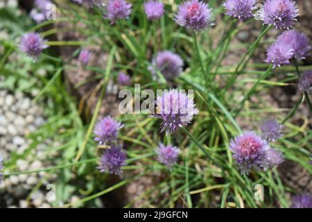 bumblebee su erba cipollina in fiore viola Foto Stock