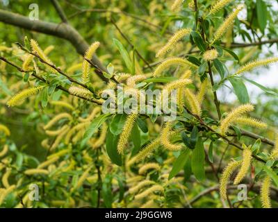I catkins maschili della molla che fioriscono crepa salice, Salix x fragilis, un albero comune del Regno Unito Foto Stock