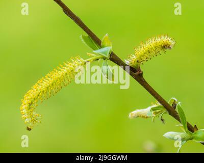 I catkins maschili della molla che fioriscono crepa salice, Salix x fragilis, un albero comune del Regno Unito Foto Stock