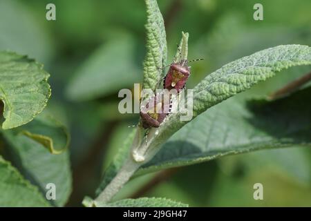 Due bug di Sloe (Dolycoris baccarum), famiglia Pentatomidae su foglie di un lilla estiva (Buddleja davidii). Giardino olandese, primavera, maggio, Paesi Bassi Foto Stock