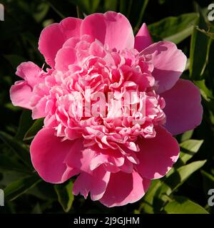 Graziosa peonia rosa fiorente Foto Stock