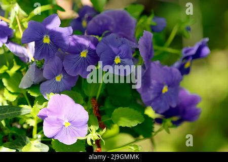 Panties colorate in una pentola di fiori in un angolo giardino Foto Stock