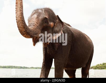 Elephant che si balneano al lago Kandalama, Heritance Kandalama, Sri Lanka. Ran Manika, l'elefante residente, gode il suo bagno quotidiano con il suo mahout Kiriban. Foto Stock