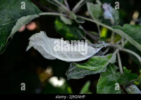 Muffa polverosa, podoshpaera leucotricha su un albero di mele. Foglie di mela infettate e danneggiate dalla malattia fungina. Foto Stock