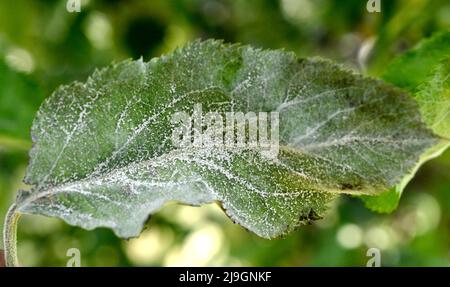 Muffa polverosa, podoshpaera leucotricha su un albero di mele. Foglie di mela infettate e danneggiate dalla malattia fungina. Foto Stock