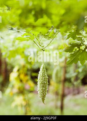 Bitter Gourd in Vegetable Garden, Kairali Ayurvedic Health Resort, Palakkad, Kerala, India. Foto Stock