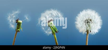 I dandelioni come simbolo di stato mentale e di stress. Foto Stock