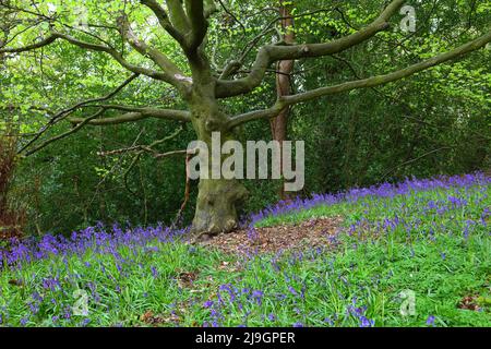 Un piccolo albero di Elm con Bluebells in un giorno di Primavera a Houghall Wood, Durham City, County Durham, Inghilterra, Regno Unito. Foto Stock