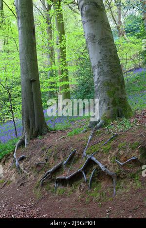 Immagine di trunk di albero compreso albero di cenere e un albero di faggio con radici esposte. Houghall Wood, Durham City, County Durham, Inghilterra, Regno Unito. Foto Stock