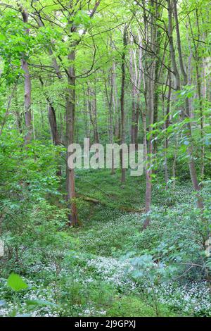 Scena boschiva primaverile con un tappeto di Wild Galic vicino a Durham, County Durham, Inghilterra, Regno Unito. Foto Stock