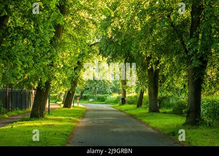 Mattina di primavera al Rowntree Park di York, Inghilterra. Foto Stock