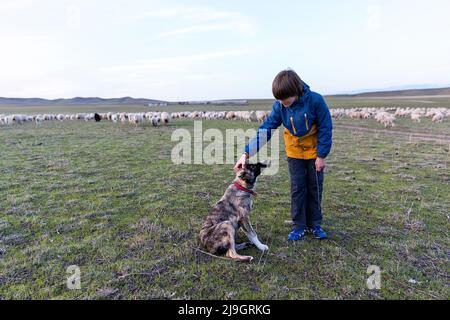 Un turista che gioca con un cucciolo di cane pastore con un gregge di pecore sullo sfondo, in una prateria del parco nazionale di Vashlovani, Georgia Foto Stock