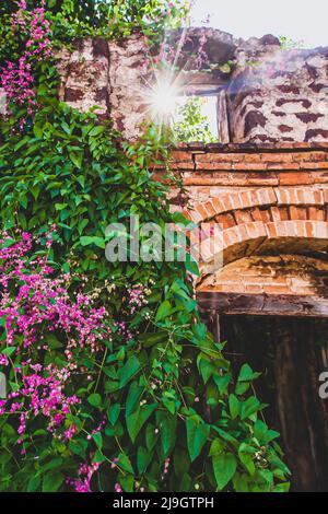 Fiore Bleeding cuore vite sulla vecchia parete di mattone di una casa abbandonata, il sole splende attraverso l'arco di mattone su fiori rosa e foglie verdi. Foto Stock