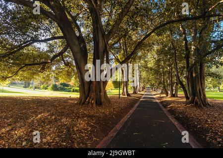 Treasury Gardens a East Melbourne Victoria Australia Foto Stock