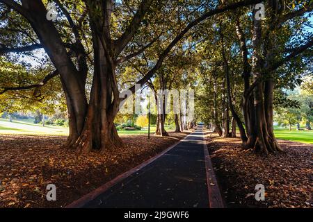 Treasury Gardens a East Melbourne Victoria Australia Foto Stock