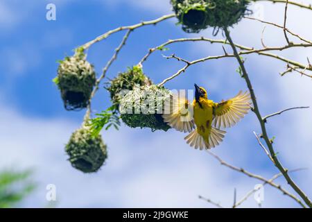 Tessitore mascherato del sud / tessitore mascherato africano (Ploceus velatus) nido di costruzione maschio con le strisce di erba, provincia di Mpumalanga, Sudafrica Foto Stock