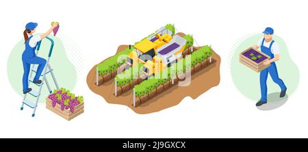 Giardinieri isometrici, agricoltori, lavoratori che si occupano del giardino, coltivando prodotti agricoli. Vendemmia, uve rosse. Vigneto in autunno raccolto Illustrazione Vettoriale