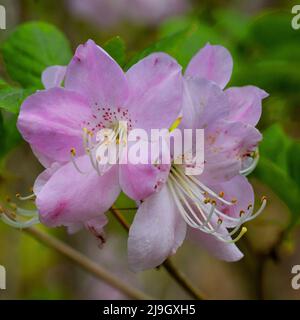 Rododendri ai Giardini di Crarae, Argyll, Scozia Foto Stock