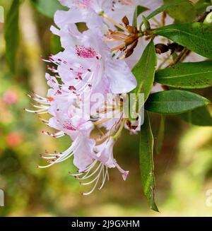 Rododendri ai Giardini di Crarae, Argyll, Scozia Foto Stock