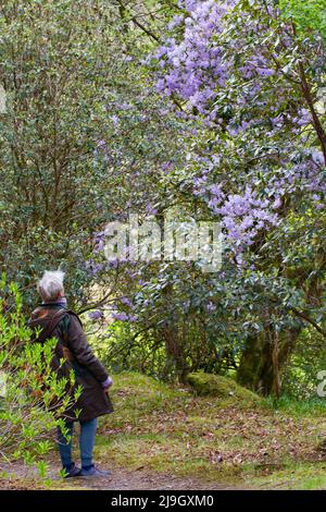 Rododendri ai Giardini di Crarae, Argyll, Scozia Foto Stock