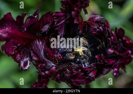 Primo piano di un Black Parrot Tulip Flower Foto Stock