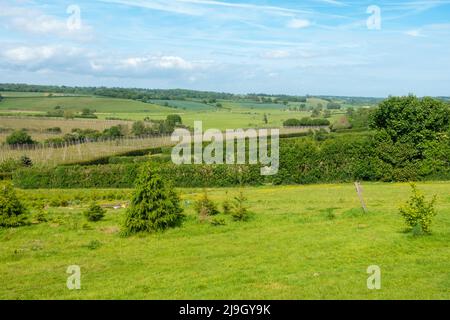 Tibbs fattoria, scegliere la propria fattoria, albero di Natale fattoria, vista campagna, Udimmore, Rye, East Sussex, regno unito Foto Stock
