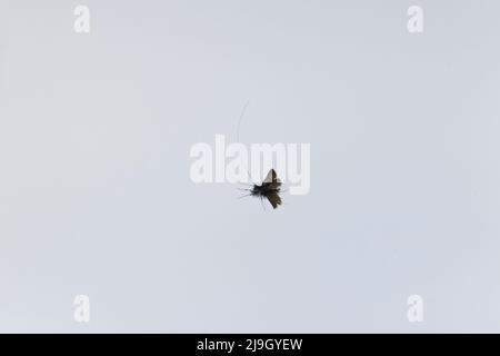 Green longhorn (Adela reaumurella) adulto maschio volare, Suffolk, Inghilterra, maggio Foto Stock