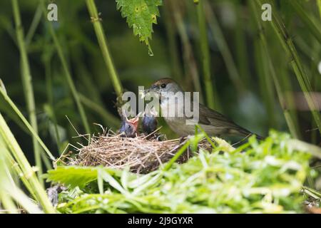 Blackcap Sylvia atricapilla, adulta femmina che allattano le colonnine ai pulcini in nido, Suffolk, Inghilterra, maggio Foto Stock