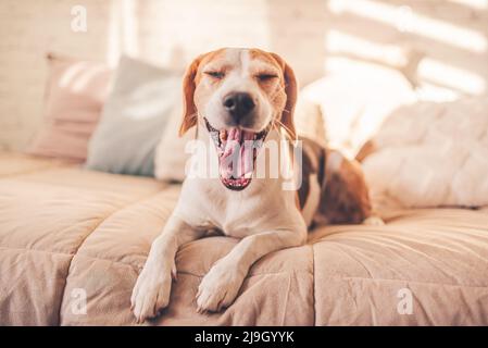 Adorabile cane beagle sdraiati sul letto al coperto durante lo sbadigio. Tema del cane Foto Stock