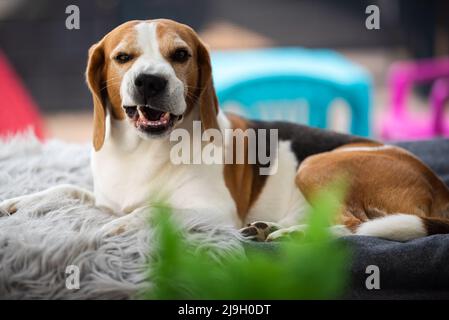 Adorabile cane beagle sdraiarsi sul cuscino in luoghi chiusi durante l'imbardata. Foto Stock
