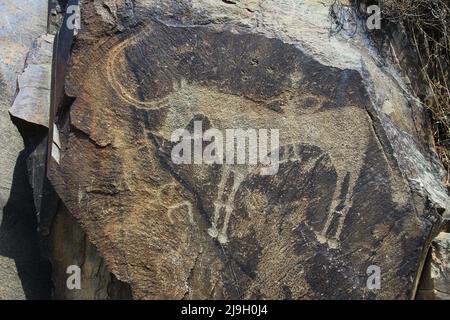 Disegno di roccia di un antico cavallo con un pilota, petroglifo su una pietra scura nel tratto Tangaly-Tas in estate Foto Stock