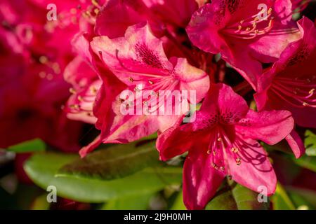 Fiori di rododendro rosso in fiore nel giardino. Primo piano. Dettaglio. Macro. Foto Stock