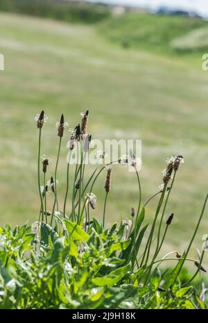 Ribwort piantaggine (Planzago lanceolata) Foto Stock