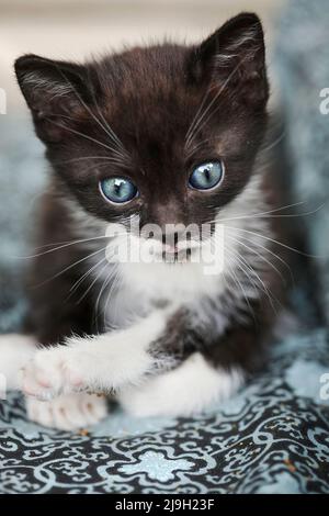 gattino di 5 settimane Foto Stock