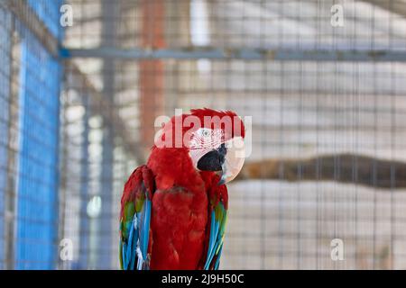 Primo piano del macaw scarlatto Ara macao Foto Stock