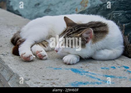 Mano donna che tocca gatto bianco addormentato su calcestruzzo Foto Stock